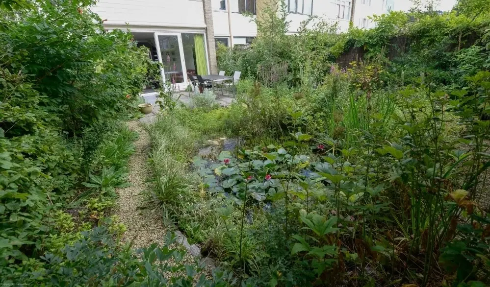 Tuinrenovatie Den Haag en omstreken Kwintsheul, de natuurlijke tuin met een vijver 