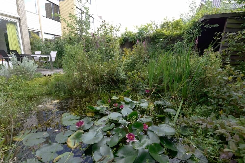 Tuinrenovatie Den Haag en omstreken Kwintsheul, de natuurlijke tuin met een vijver waarin verschillende dieptes een verlandingszone en een natte oever.  